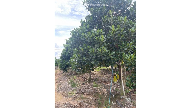 Đất 2.2 sào Mít SHR HXT – DT792 Tây Ninh S